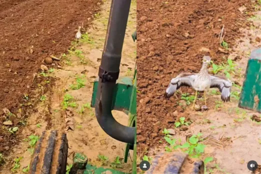 Bird protecting its eggs from being crushed by a tractor