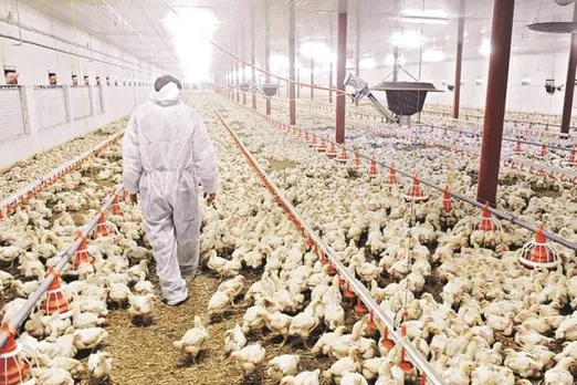 Bird Flu