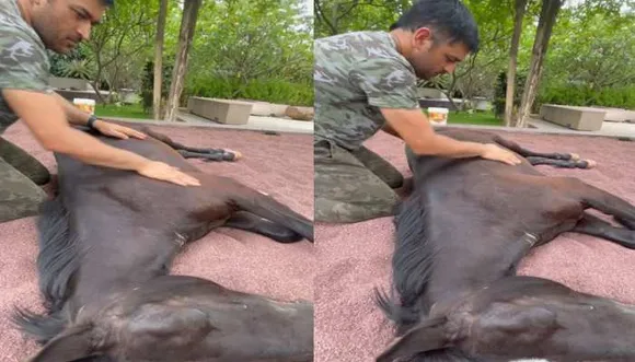MS Dhoni, MS Dhoni horse, MS Dhoni horse video, Sakshi Singh Dhoni,