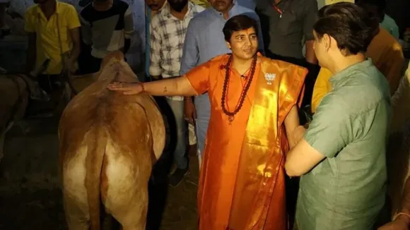 Cow