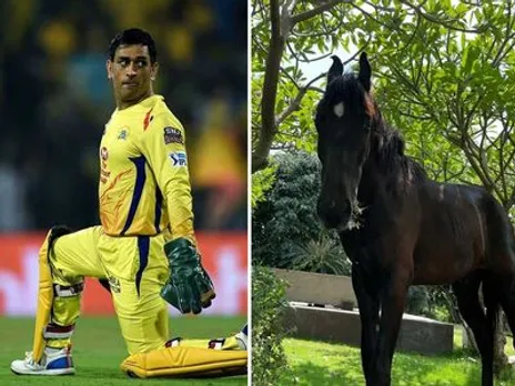 MS Dhoni, MS Dhoni buys horse,
