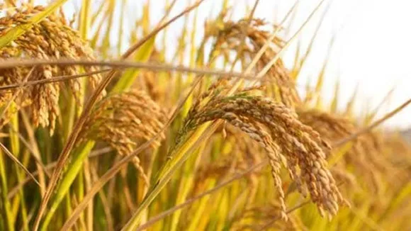 Crop