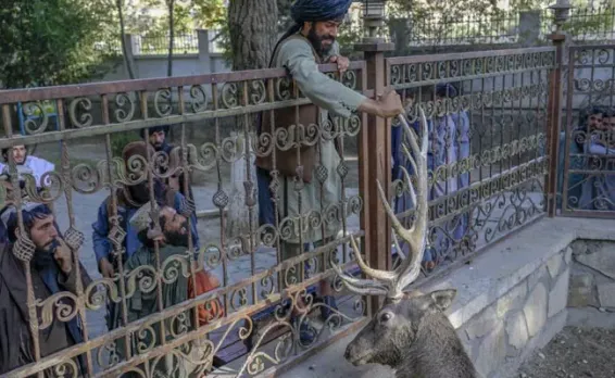 Taliban, Afghanistan,