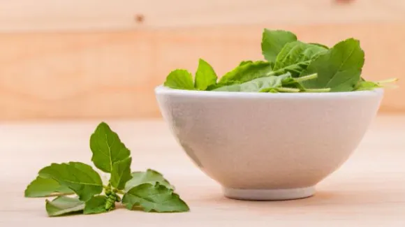 Tulsi