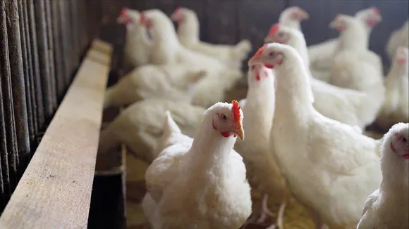 Odisha: 63 chickens killed due to loud DJ music