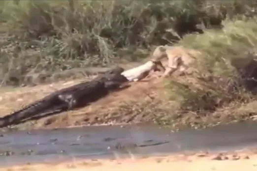 Animal Viral Video