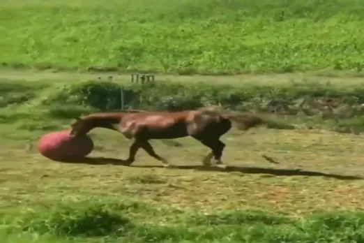 Animal Viral Video