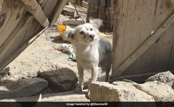 Viral Dog Photo
