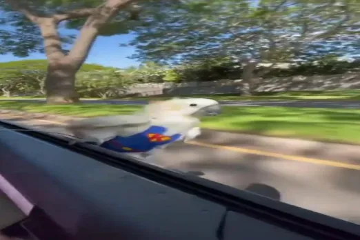 Viral Video