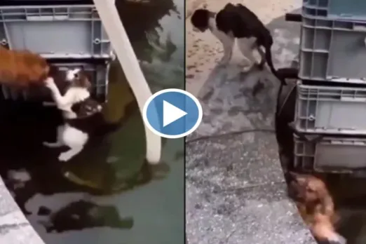 Viral Animal Video