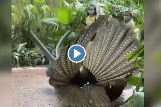 Viral Animal Video