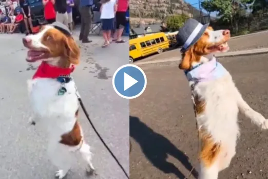Viral Animal Video