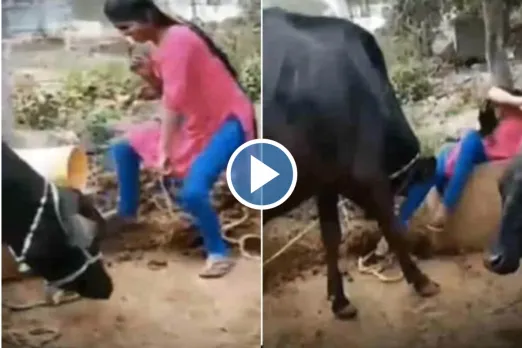 Viral Animal Video