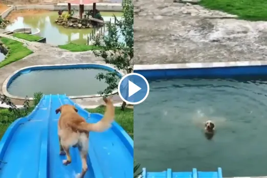 Viral Animal Video