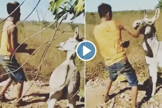 Viral Animal Video