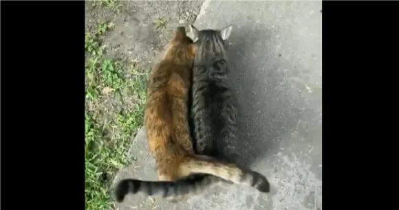 Viral Video