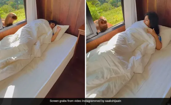 Viral Video: Elephant Wakes Up Woman In Thailand Hotel Room