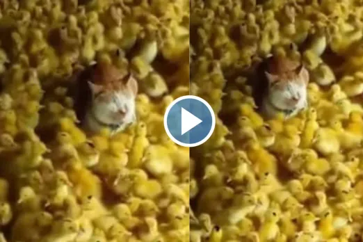 Viral Animal Video