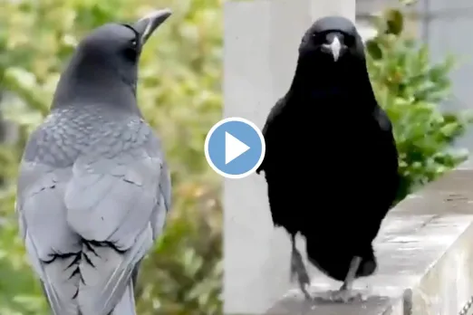 Viral Video