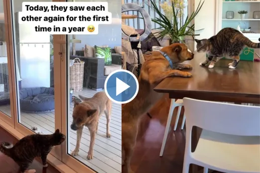 Viral Video