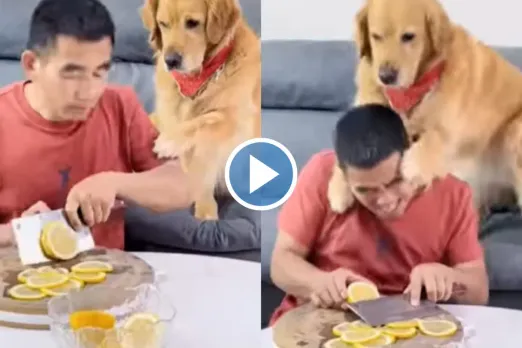 Viral Animal Video