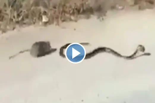 Viral Animal Video