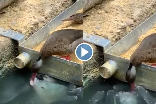 Viral Video