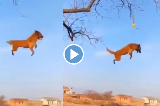 Viral Video