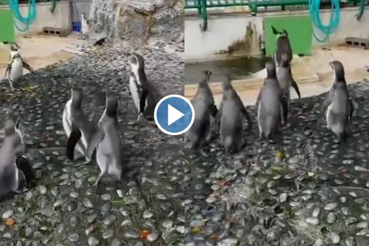 Viral Video