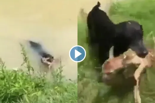 Viral Video