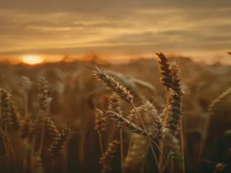 Maize