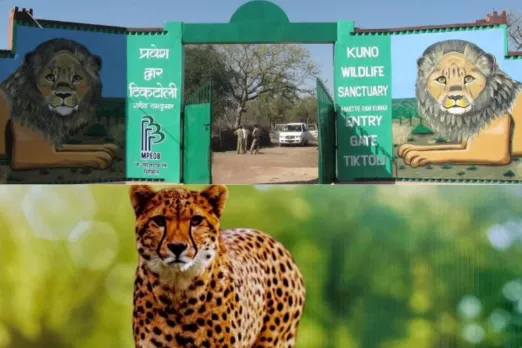 Cheetahs In India