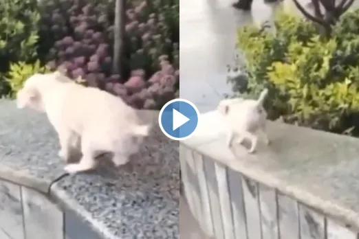 Viral Video