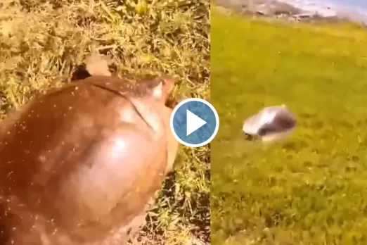 Viral Video
