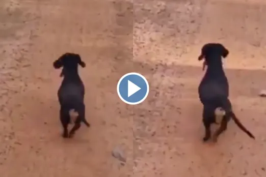 Viral Video