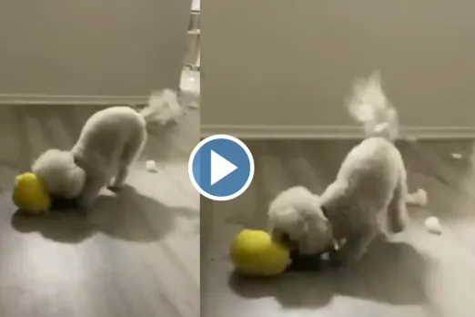 Viral Video
