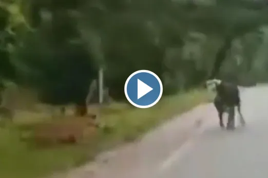 Viral Video