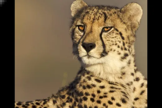 Cheetah