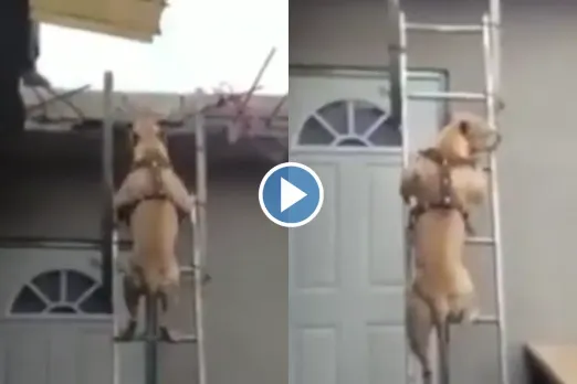 Viral Video