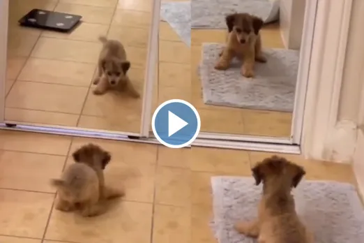 Viral Video