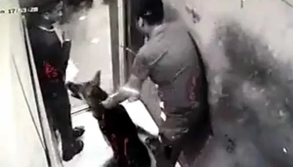 pet dog attack noida