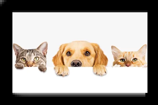 Pet care