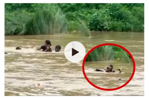 Viral Video