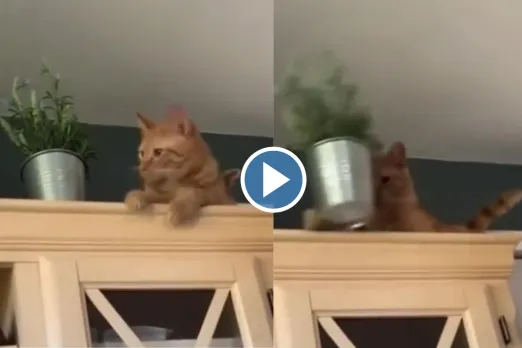 Viral Video