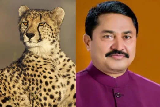 Cheetah