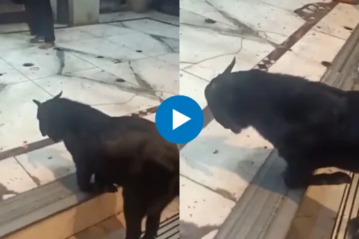 Viral Video