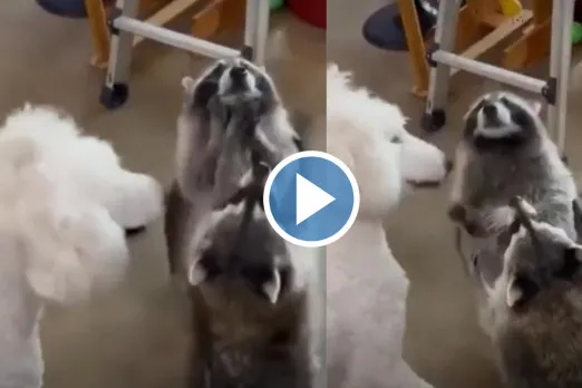 Viral Video