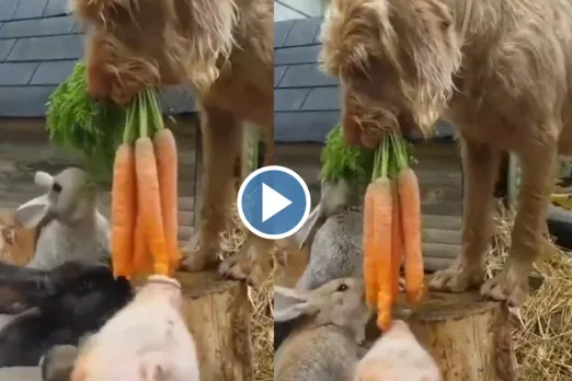 Viral Video