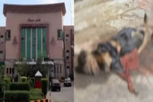 Pakistan 200 bodies found at rooftop
