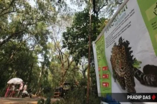 leopard